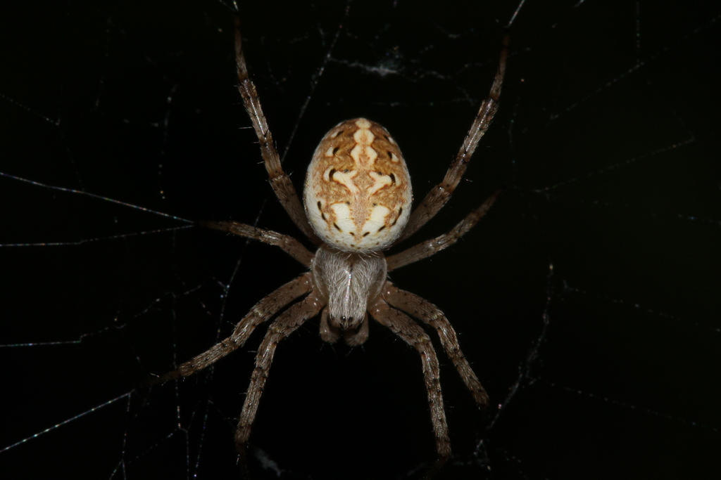 Araña manchada de jardín desde Blue Oaks, Roseville, CA, USA el 15 de