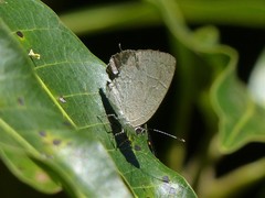 Symbiopsis lenitas