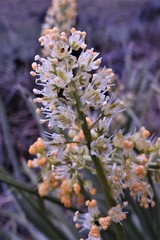 Toxicoscordion venenosum