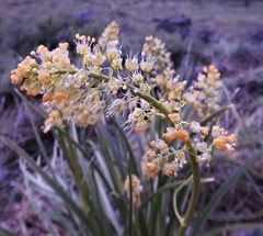 Toxicoscordion venenosum