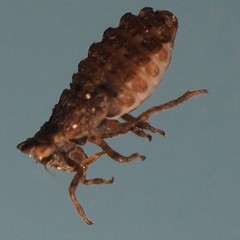 Megophthalminae