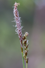 Carex pediformis macroura