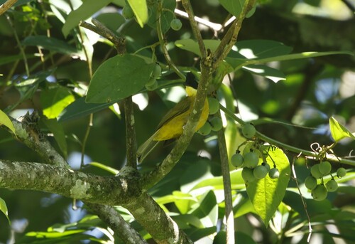 Bornean Bulbul (Rubigula montis)