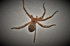 Eusparassus walckenaeri