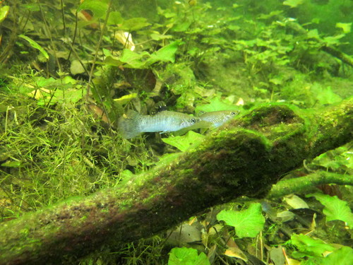 Poecilia orri