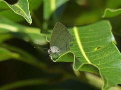 Symbiopsis lenitas
