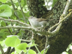 Thryomanes bewickii