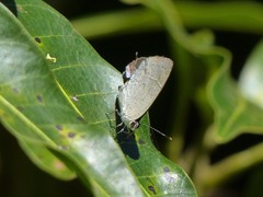 Symbiopsis lenitas