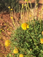 Encelia resinifera