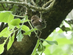 Thryomanes bewickii
