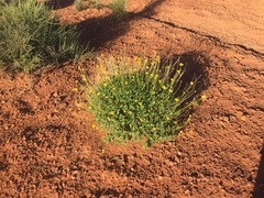 Encelia resinifera