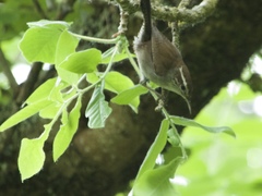 Thryomanes bewickii