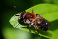 Andrena varians