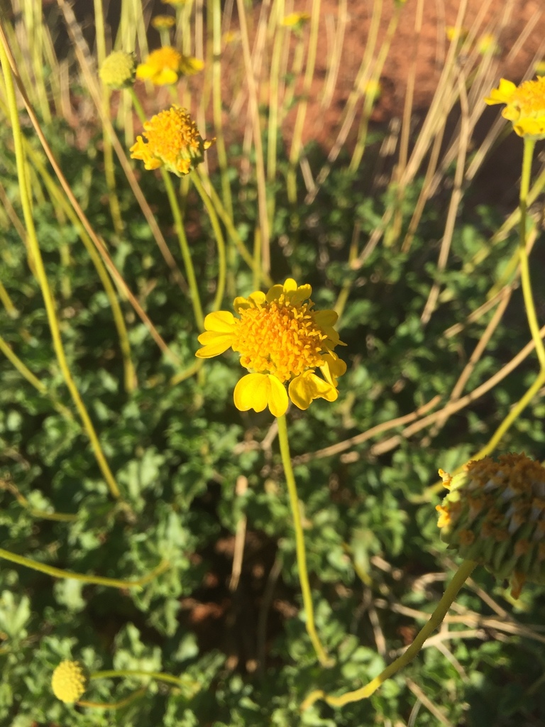 Sticky Brittlebush