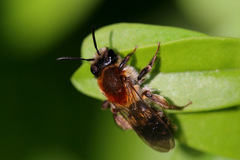 Andrena varians