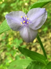 Tradescantia subaspera