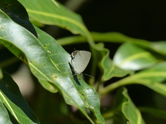 Symbiopsis lenitas