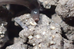 Endeavouria septemlineata