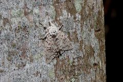 Lymantria nephrographa