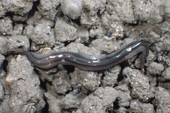 Endeavouria septemlineata