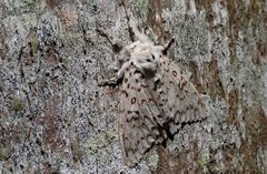 Lymantria nephrographa