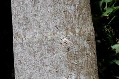 Lymantria nephrographa