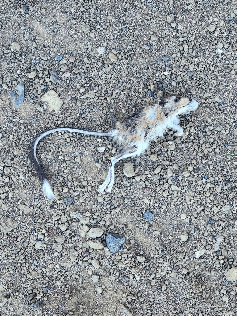 California Kangaroo Rat