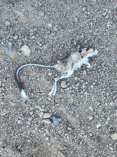 California Kangaroo Rat