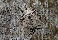 Lymantria nephrographa