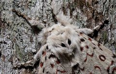 Lymantria nephrographa