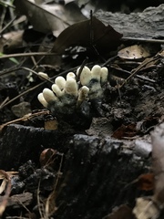 Xylaria cornu-damae