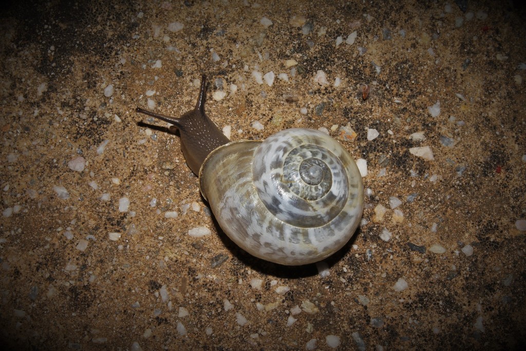 Chocolate Band Snail Massylaea Vermiculata Inaturalist