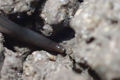 Endeavouria septemlineata