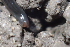 Endeavouria septemlineata