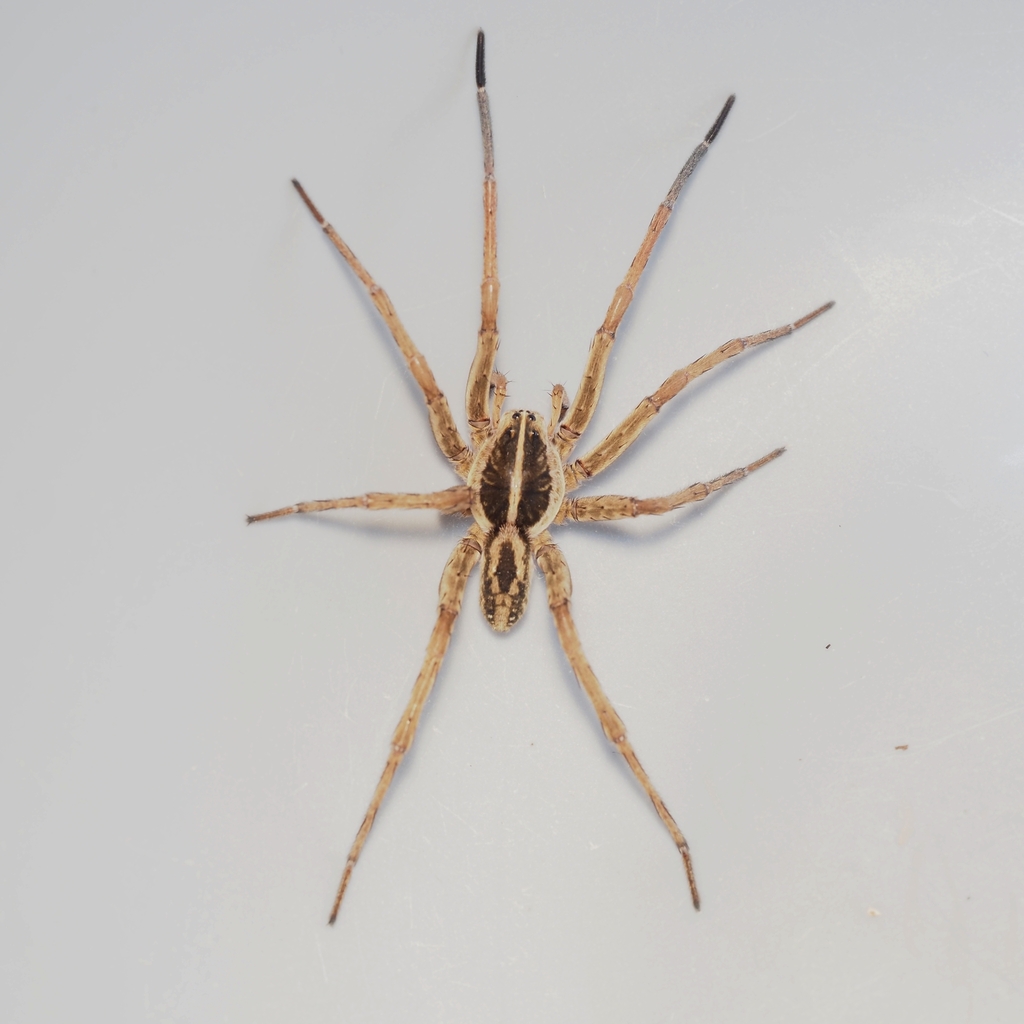 Tigrosa annexa