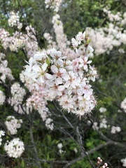 Prunus maritima