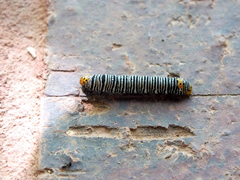 Psychomorpha epimenis