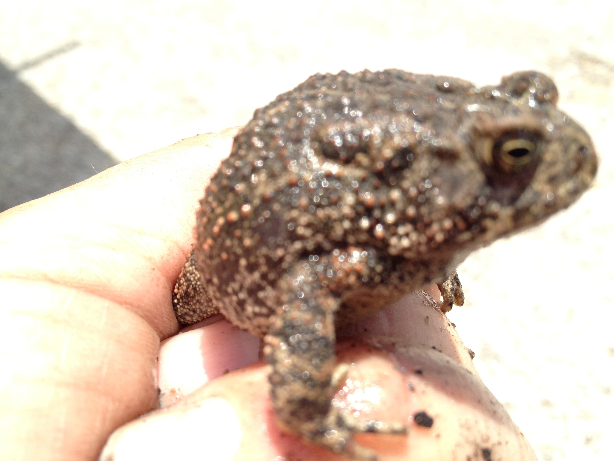 Anaxyrus Houstonensis (Sanders, 1953)