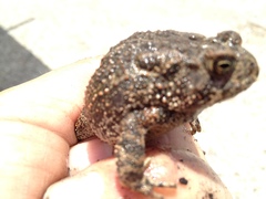 Anaxyrus houstonensis