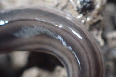 Endeavouria septemlineata