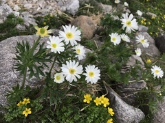 Ranunculus anemoneus