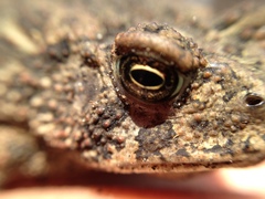 Anaxyrus houstonensis