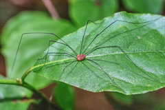 Leiobunum flavum