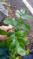 Scandia rosifolia