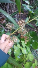 Scandia rosifolia