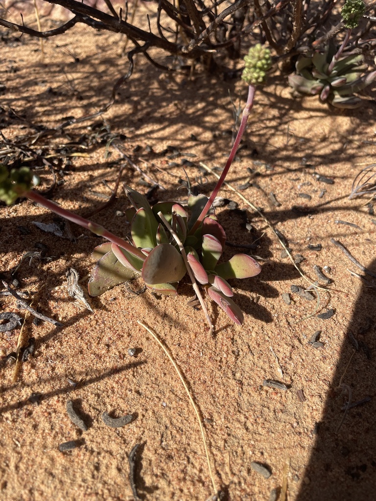 Crassula clavata from West Coast, ZA-WC, ZA on June 26, 2024 at 11:45 ...