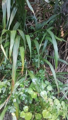 Scandia rosifolia