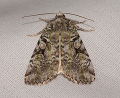 Anaplectoides pressus