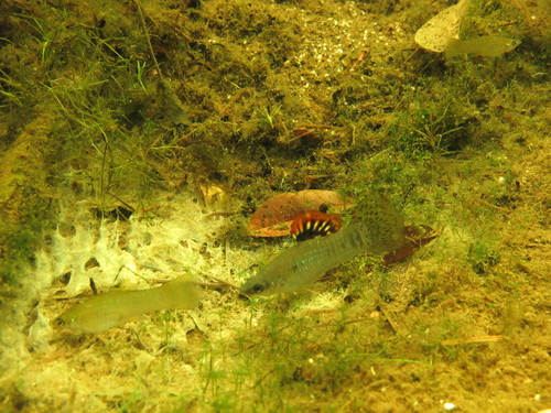 Mangrove molly (Poecilia orri) — Poeciliidae