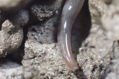 Endeavouria septemlineata